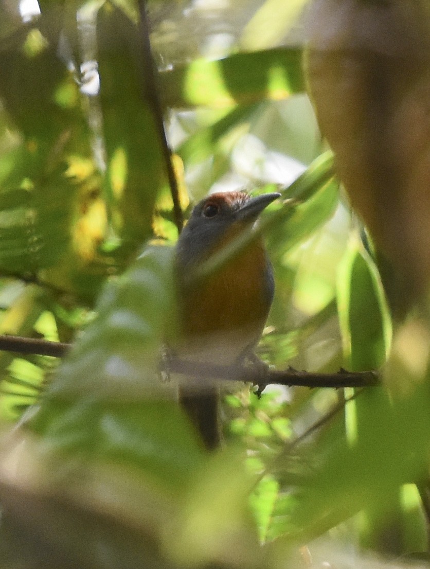 Rufous-capped Nunlet - ML615615828
