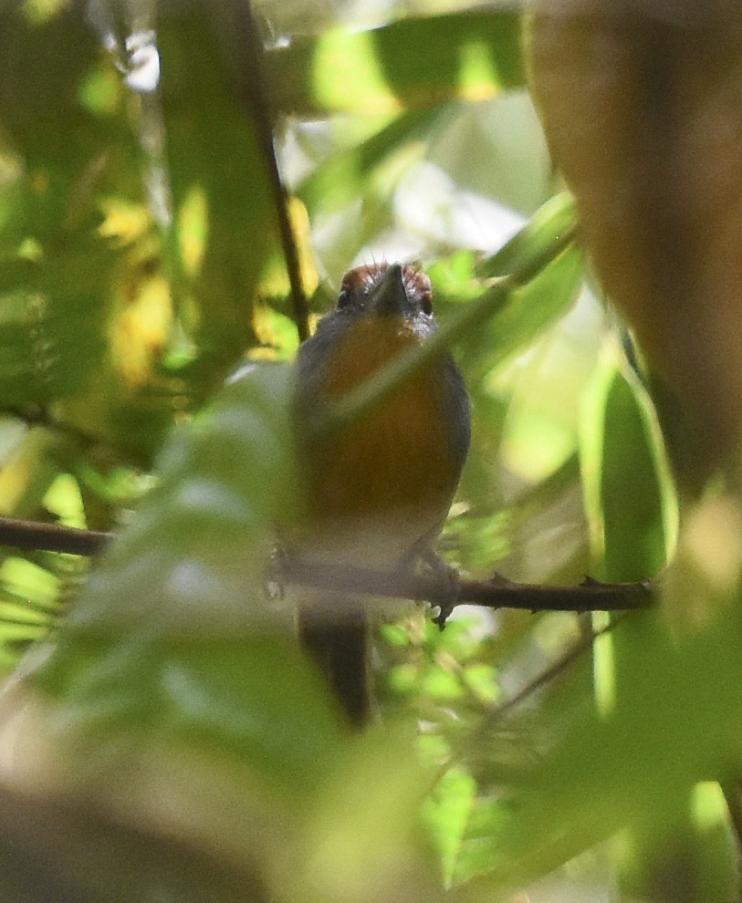Rufous-capped Nunlet - ML615615829