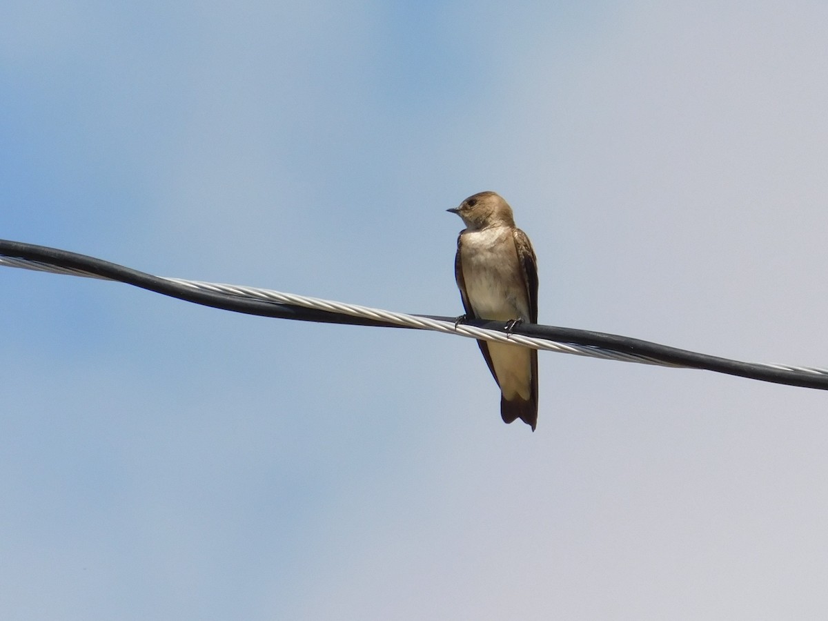 Northern Rough-winged Swallow - ML615615874