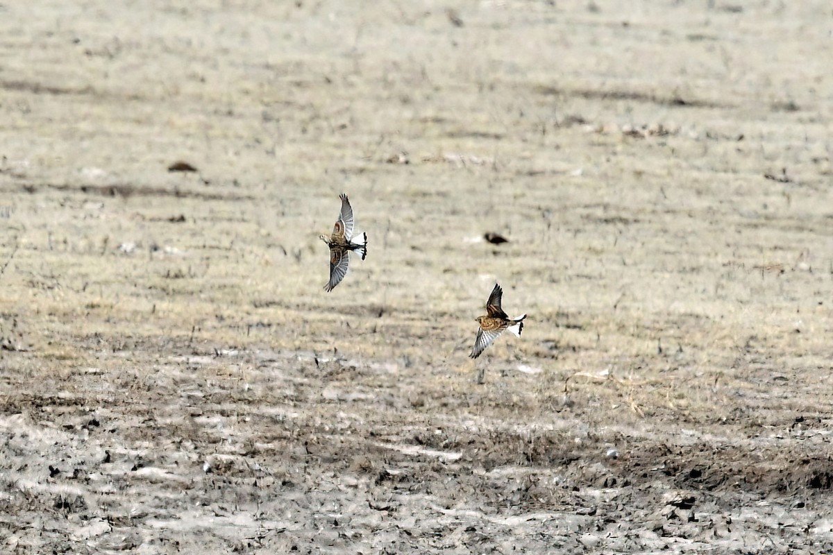 Thick-billed Longspur - ML615615916