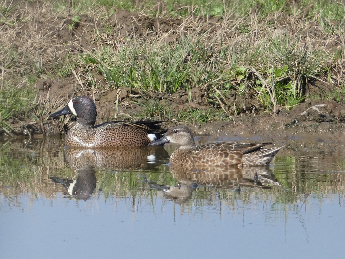 Blue-winged Teal - ML615616098