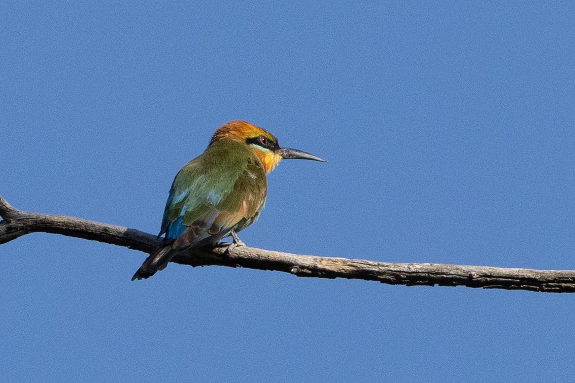 Rainbow Bee-eater - ML615616158