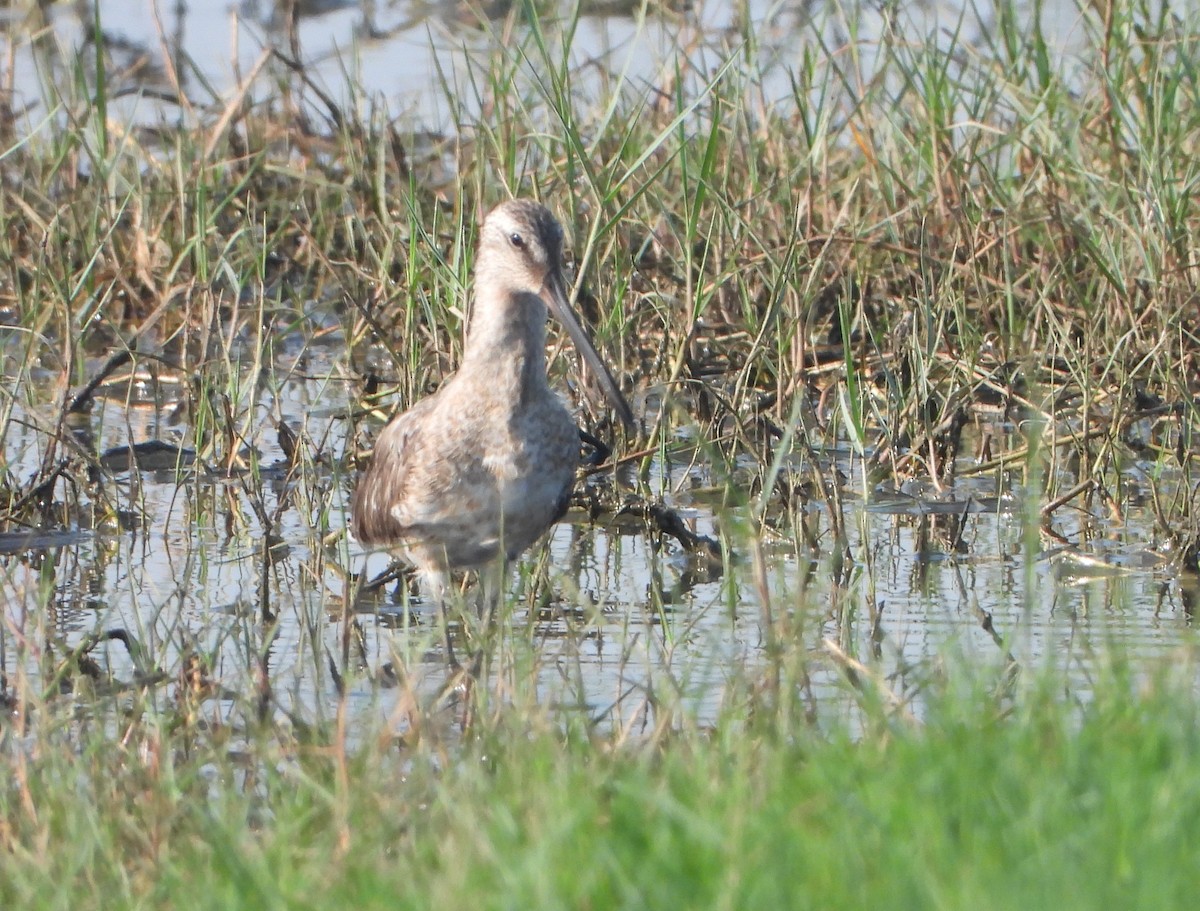 Asian Dowitcher - ML615616529