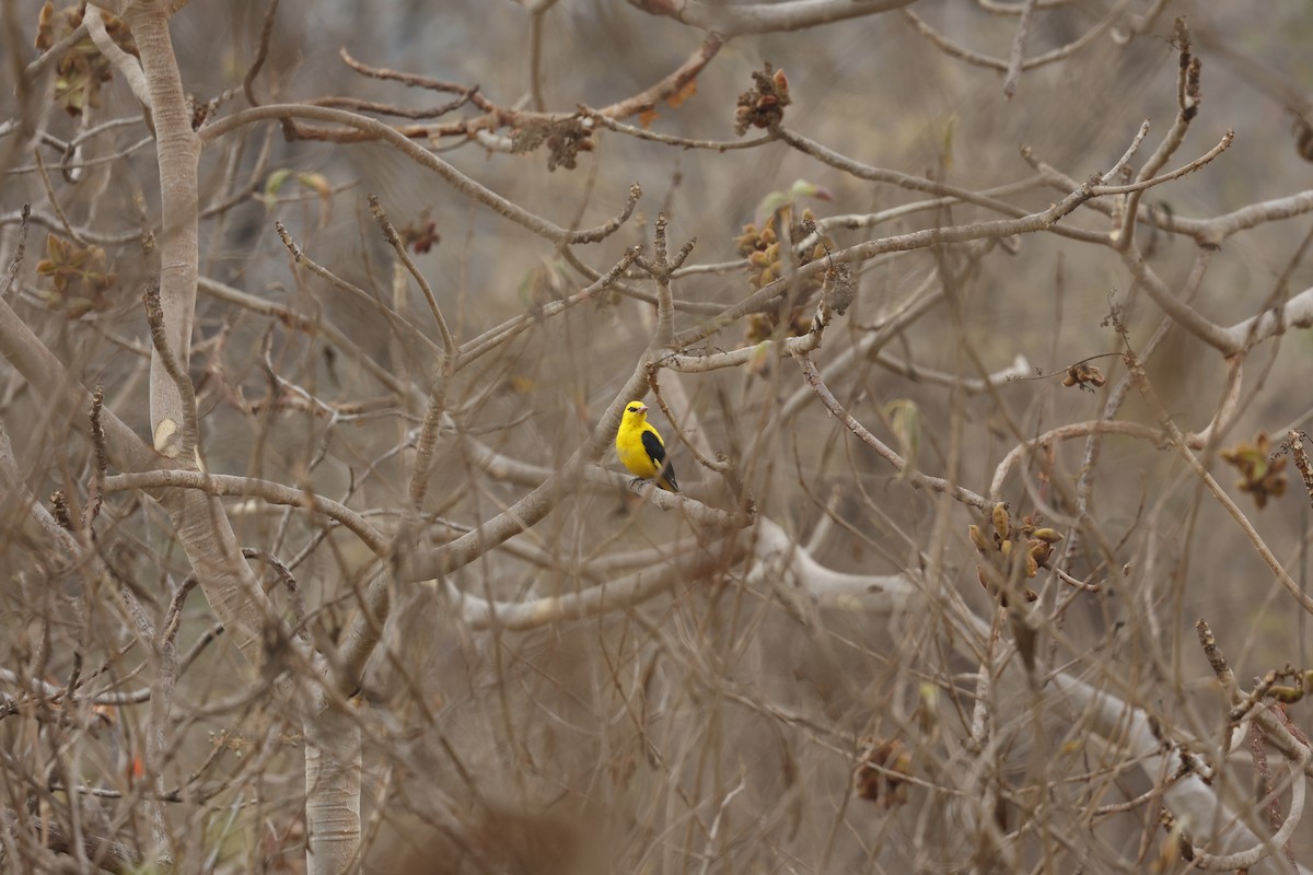 Indian Golden Oriole - ML615616677