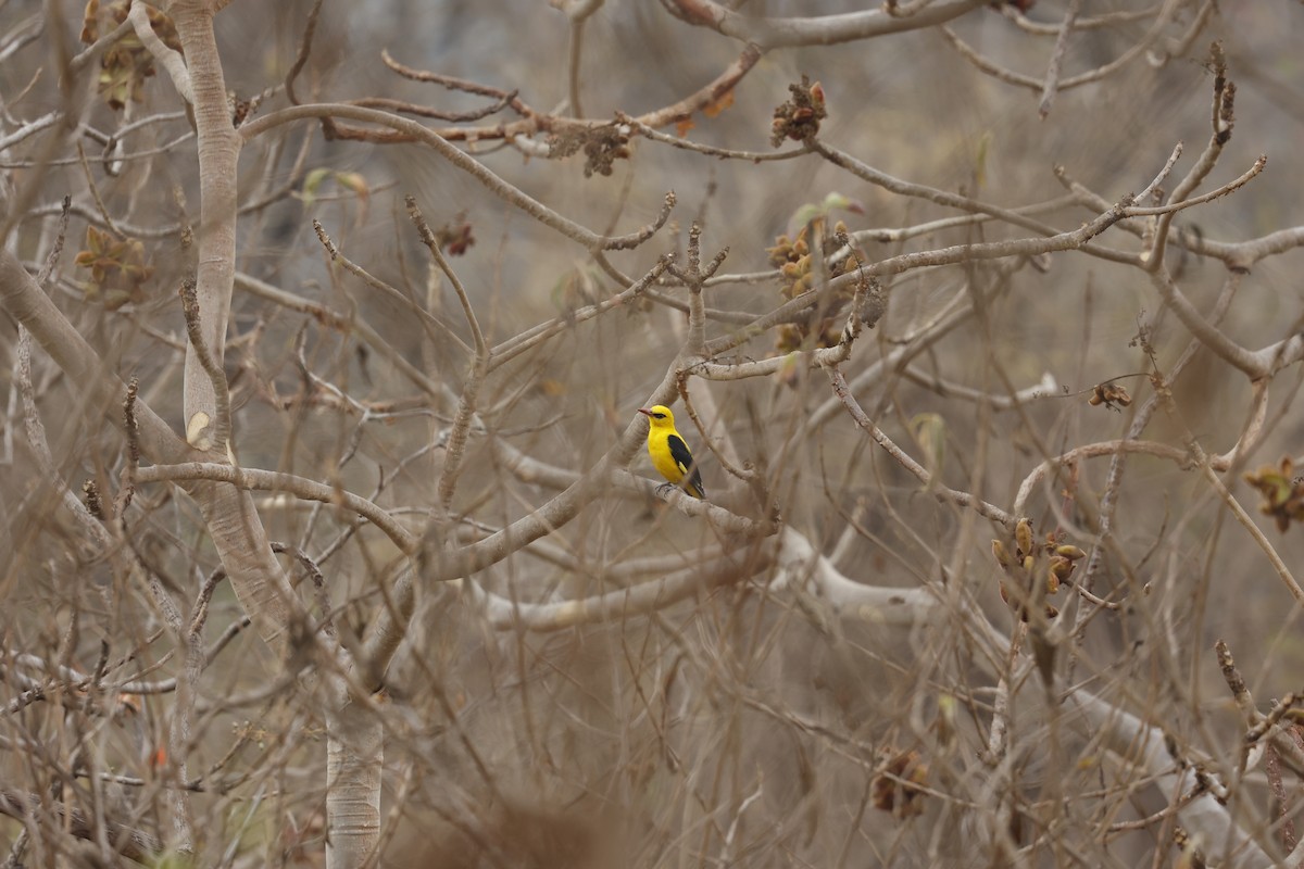 Indian Golden Oriole - ML615616679