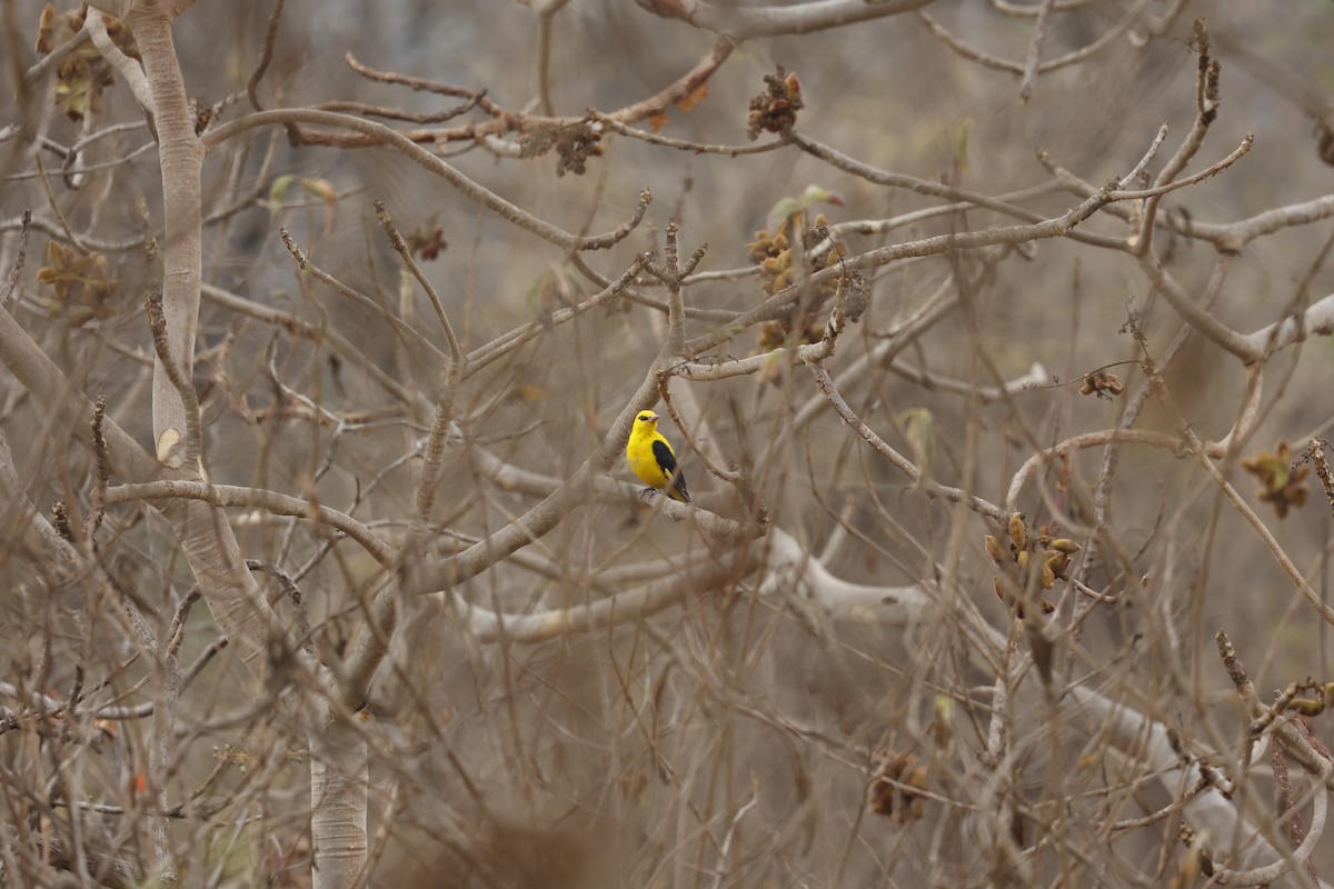 Indian Golden Oriole - ML615616681