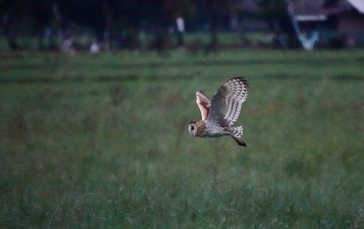 Australasian Grass-Owl - ML615616727