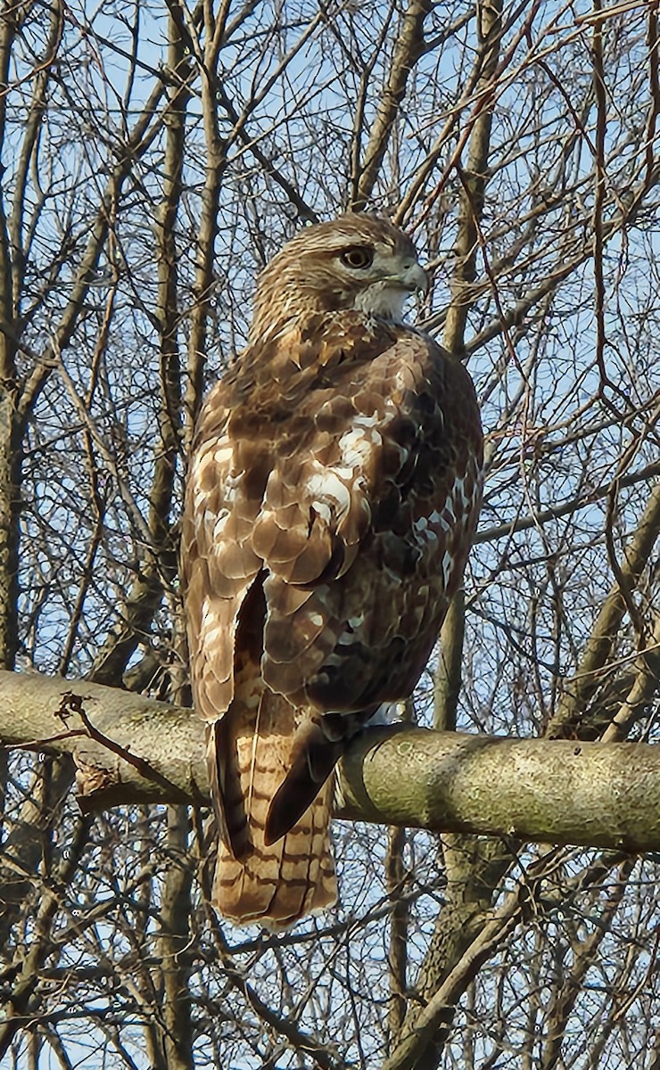 Red-tailed Hawk - ML615617033