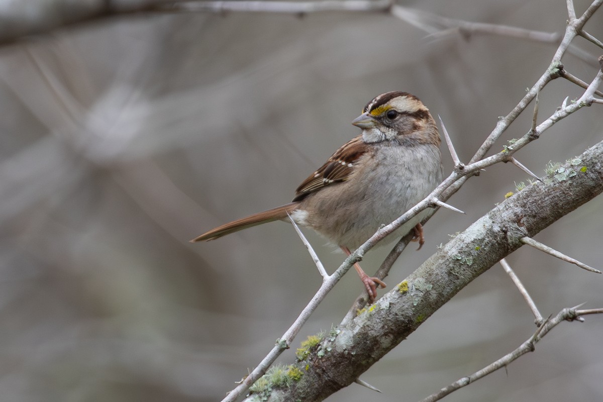 White-throated Sparrow - ML615617153