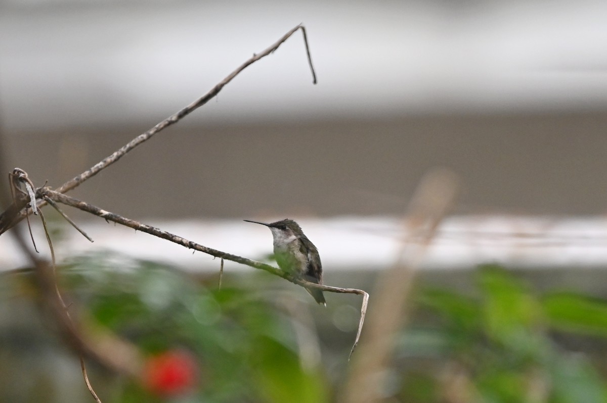Ruby-throated Hummingbird - Jody Shugart
