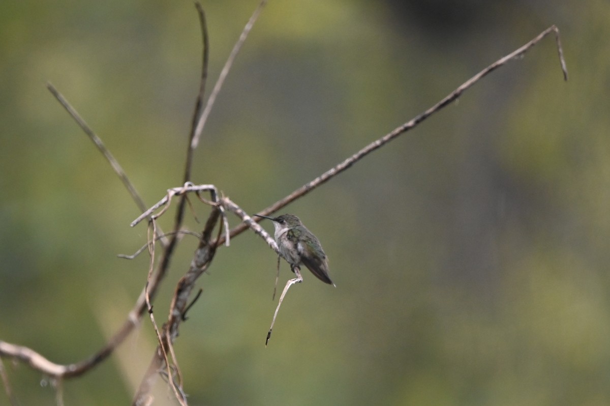 Ruby-throated Hummingbird - ML615617288