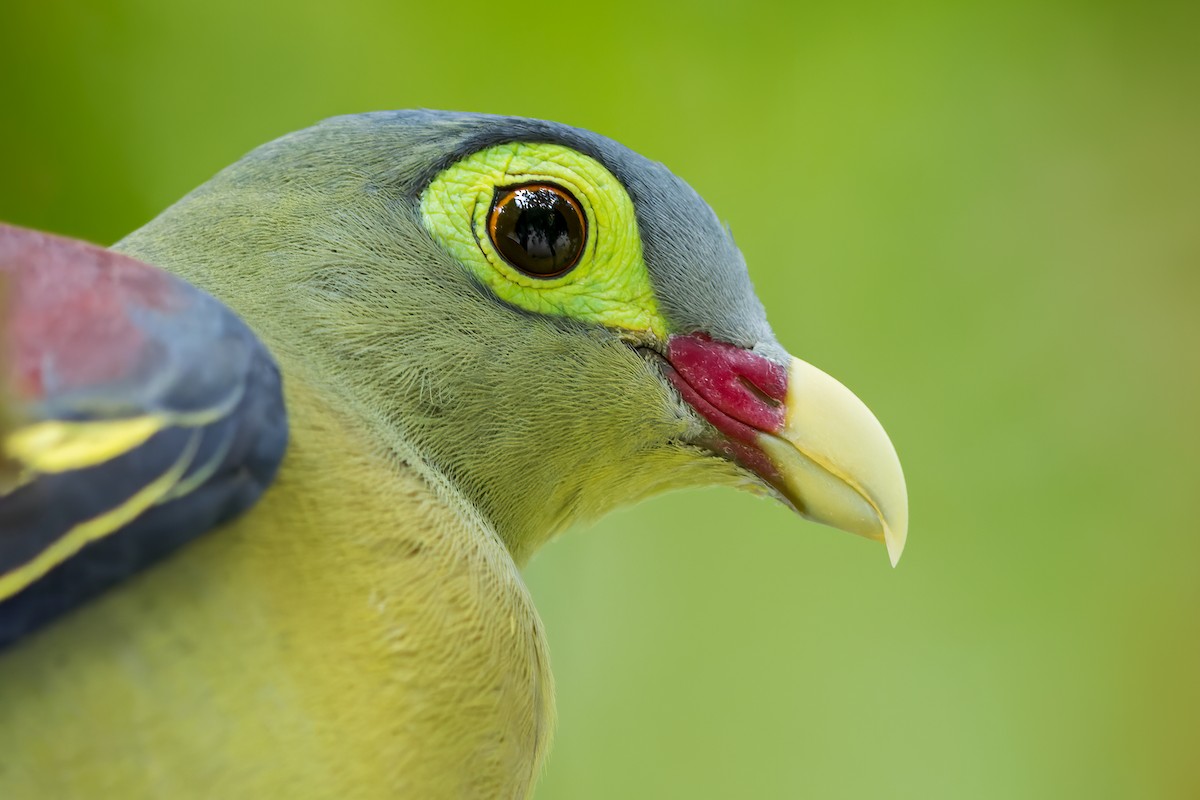 Thick-billed Green-Pigeon - ML615617402