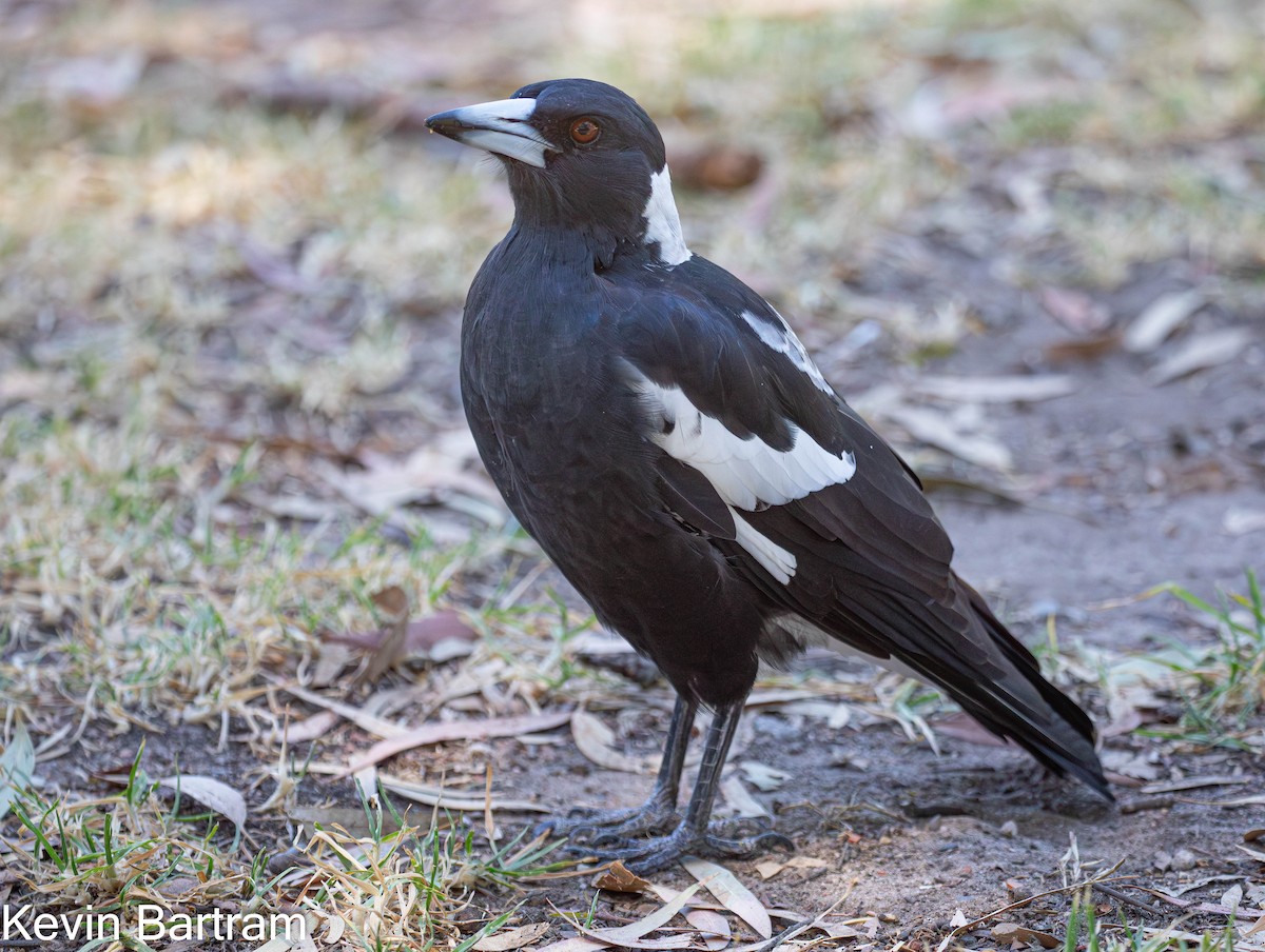 Australian Magpie (Black-backed x White-backed) - ML615617534