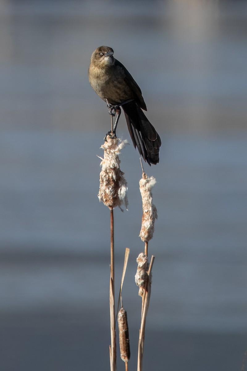 Great-tailed Grackle - ML615617906