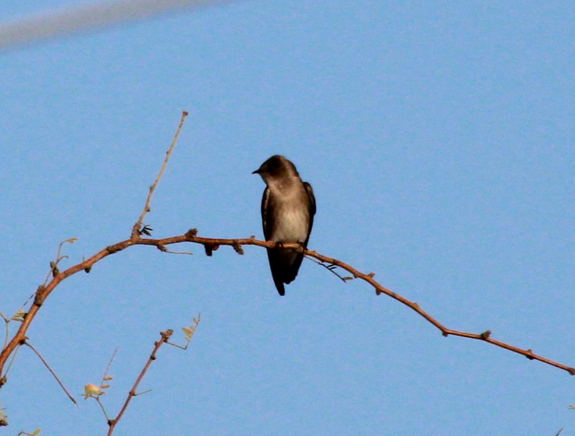 Northern Rough-winged Swallow - ML615617981