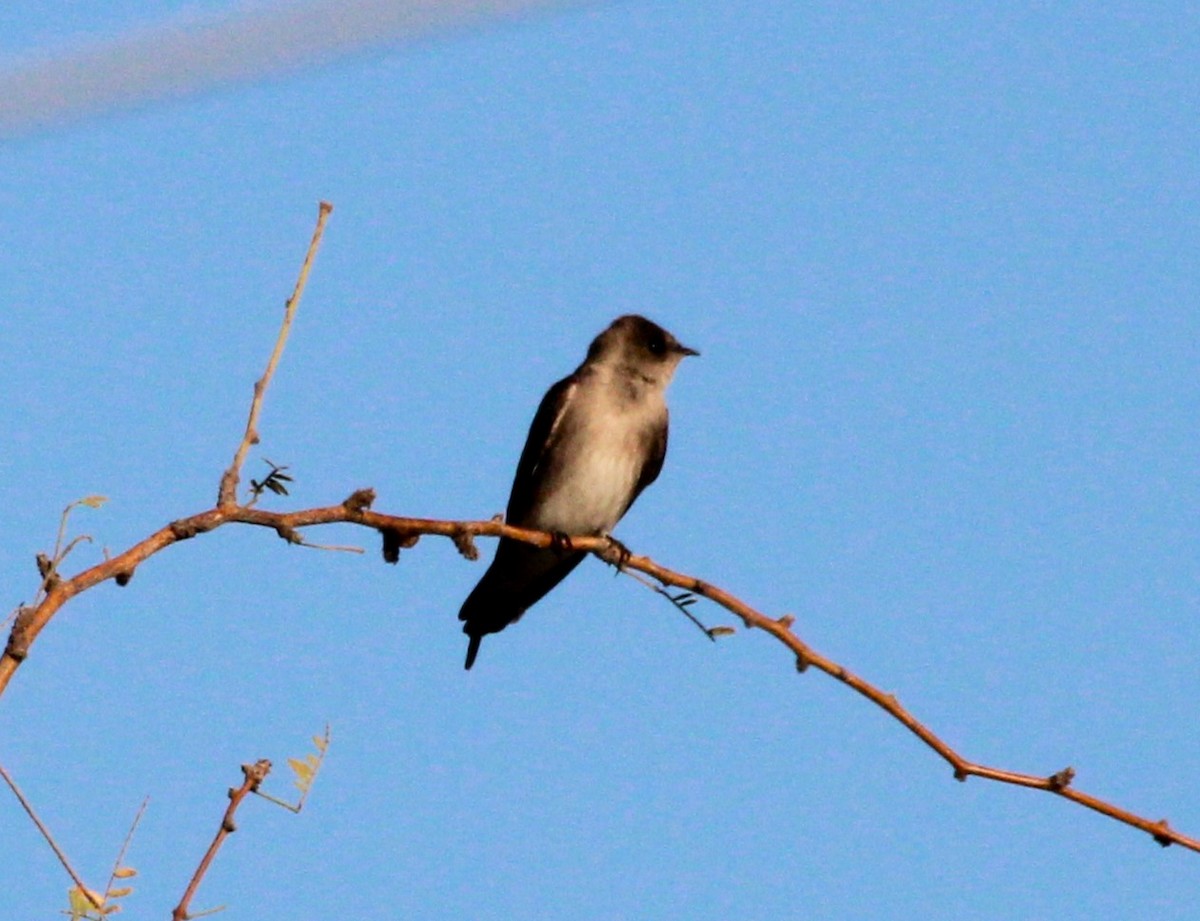 Northern Rough-winged Swallow - ML615617982