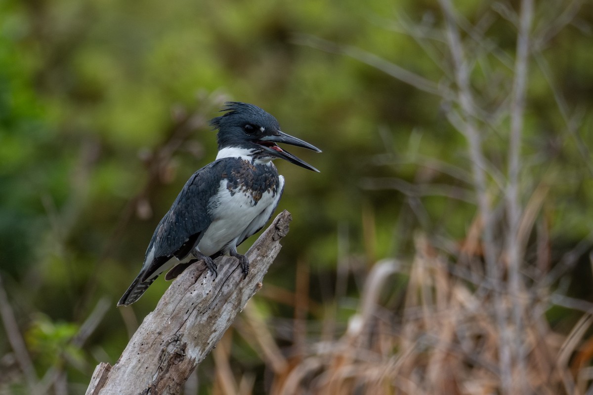 Belted Kingfisher - ML615617984