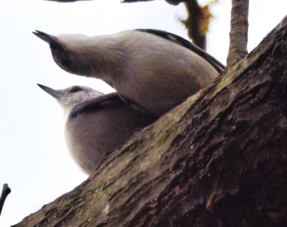 White-breasted Nuthatch - ML615618233