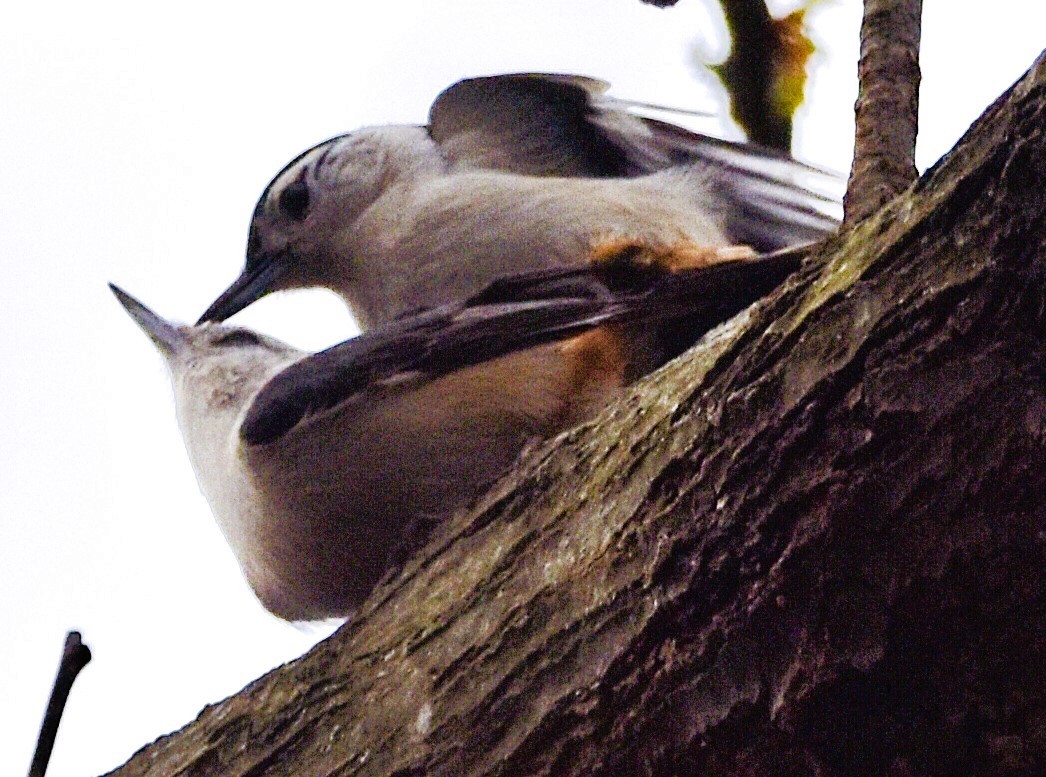White-breasted Nuthatch - ML615618234