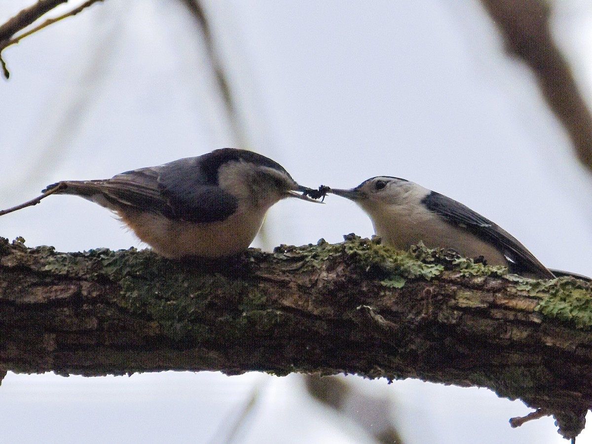 White-breasted Nuthatch - ML615618238