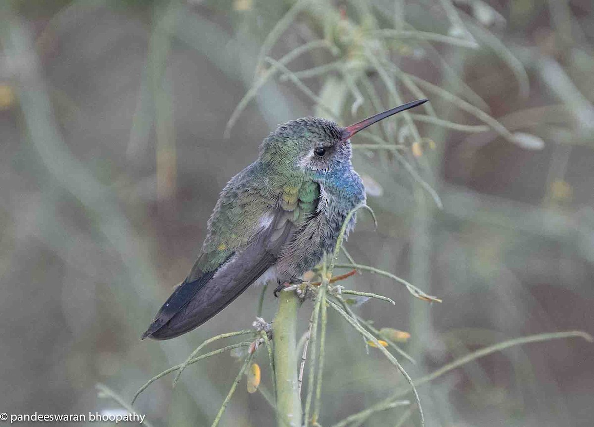 Broad-billed Hummingbird - ML615618389