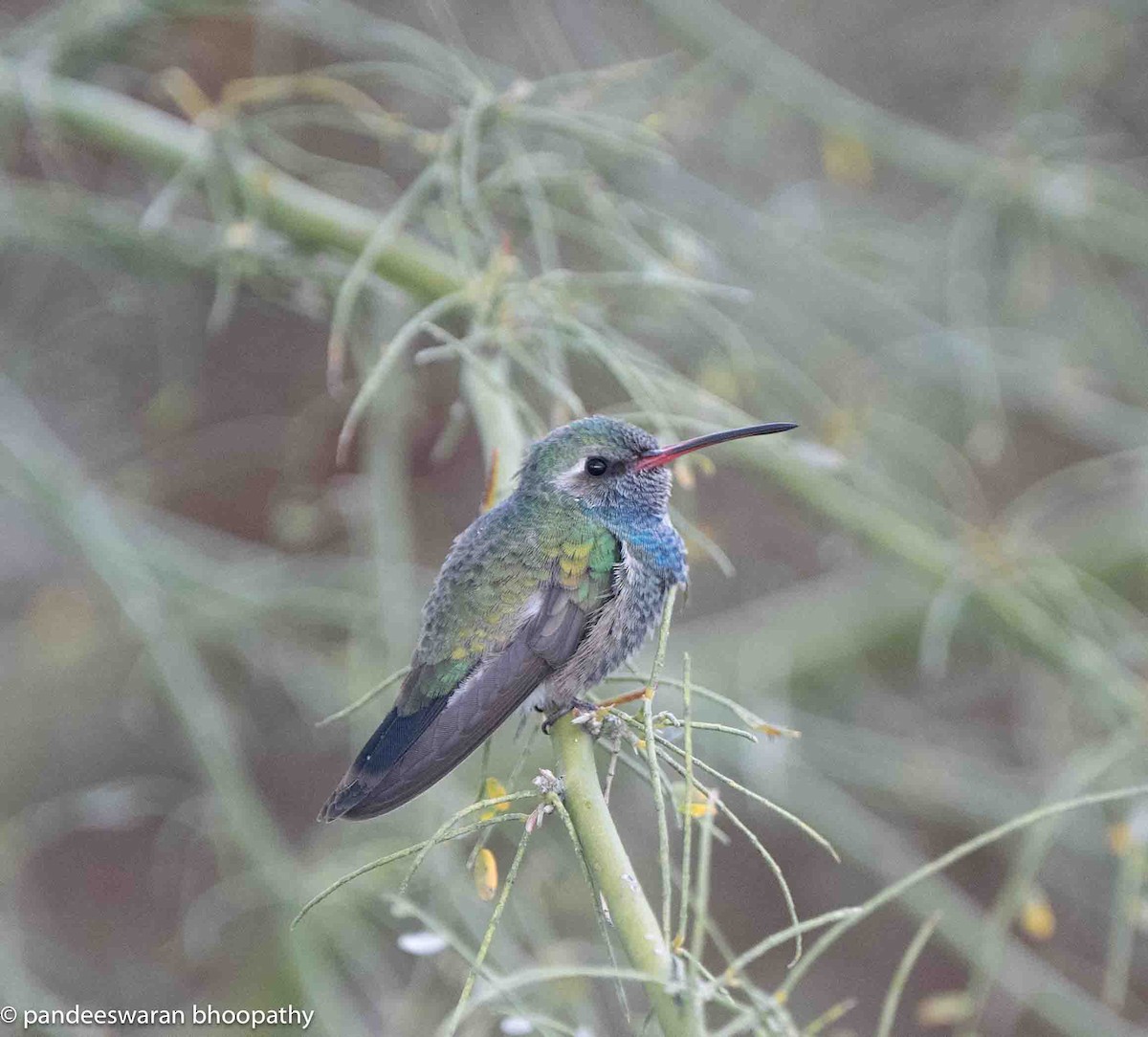 Broad-billed Hummingbird - Pandeeswaran  Bhoopathy