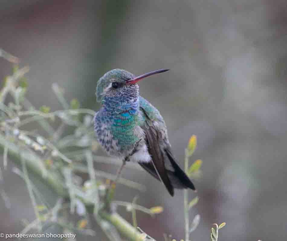 Broad-billed Hummingbird - ML615618398