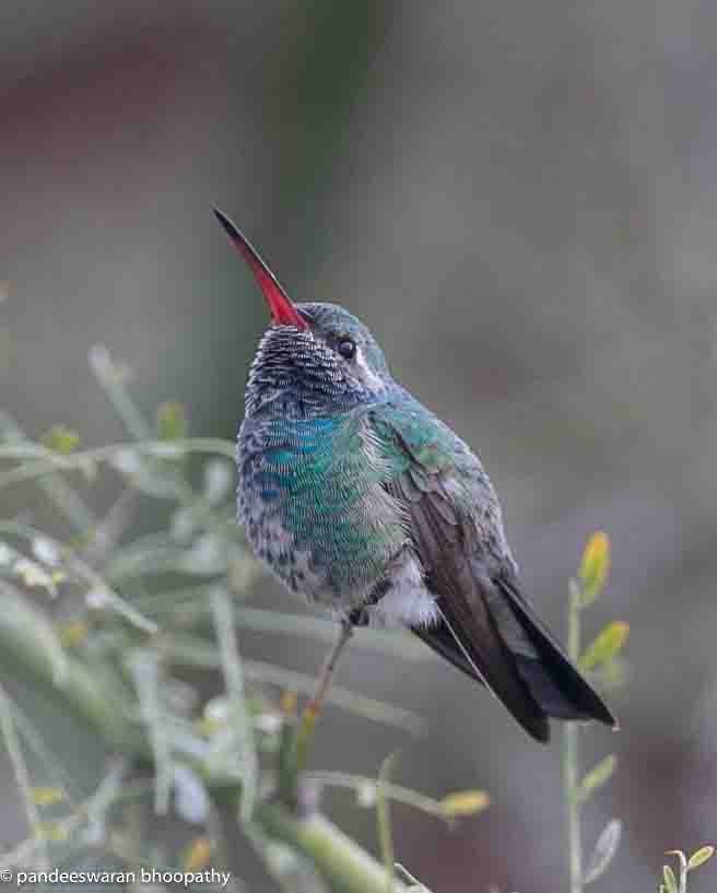 Broad-billed Hummingbird - ML615618399