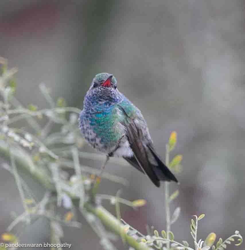 Broad-billed Hummingbird - ML615618400