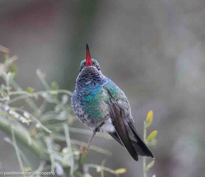 Broad-billed Hummingbird - ML615618401