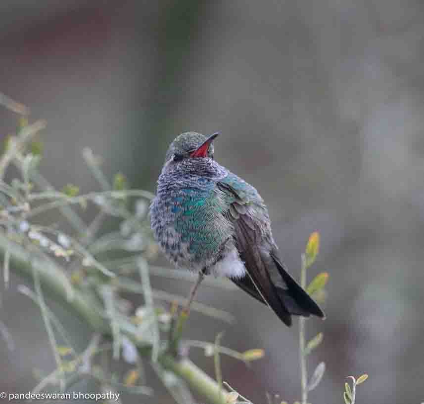 Broad-billed Hummingbird - ML615618402