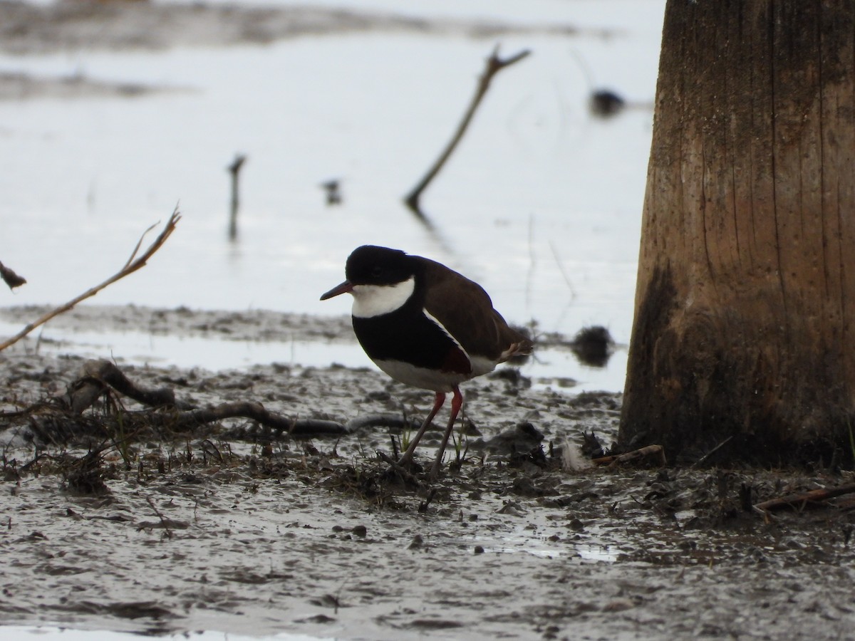 Red-kneed Dotterel - ML615618422