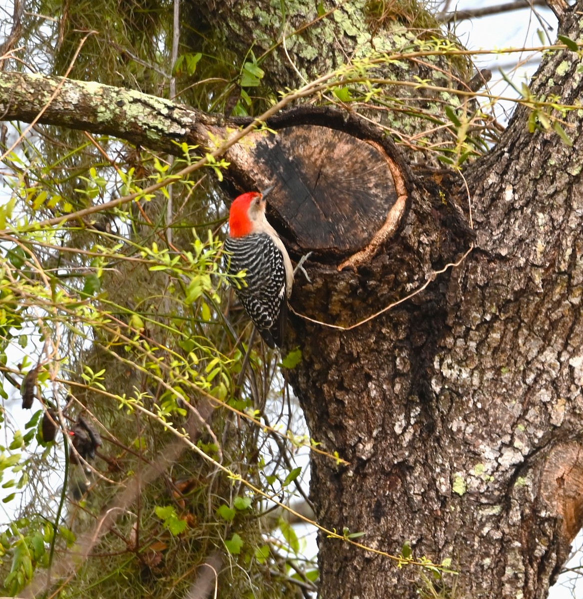 Red-bellied Woodpecker - ML615618503