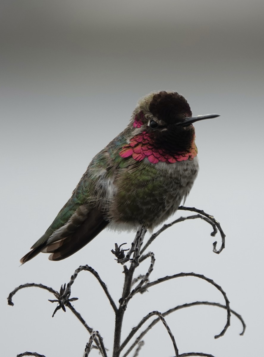 Anna's Hummingbird - ML615618657
