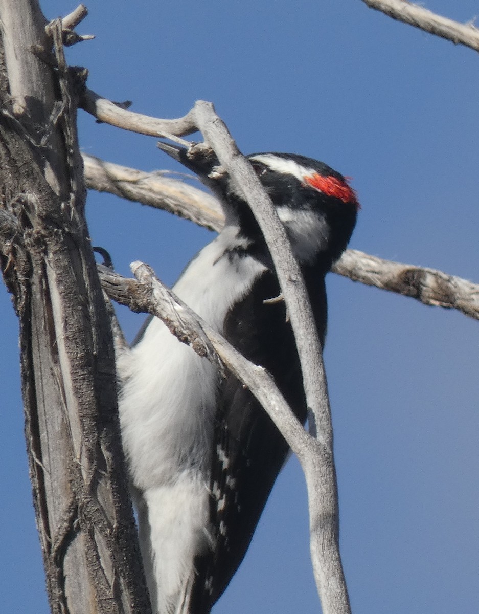 Hairy Woodpecker - ML615618661