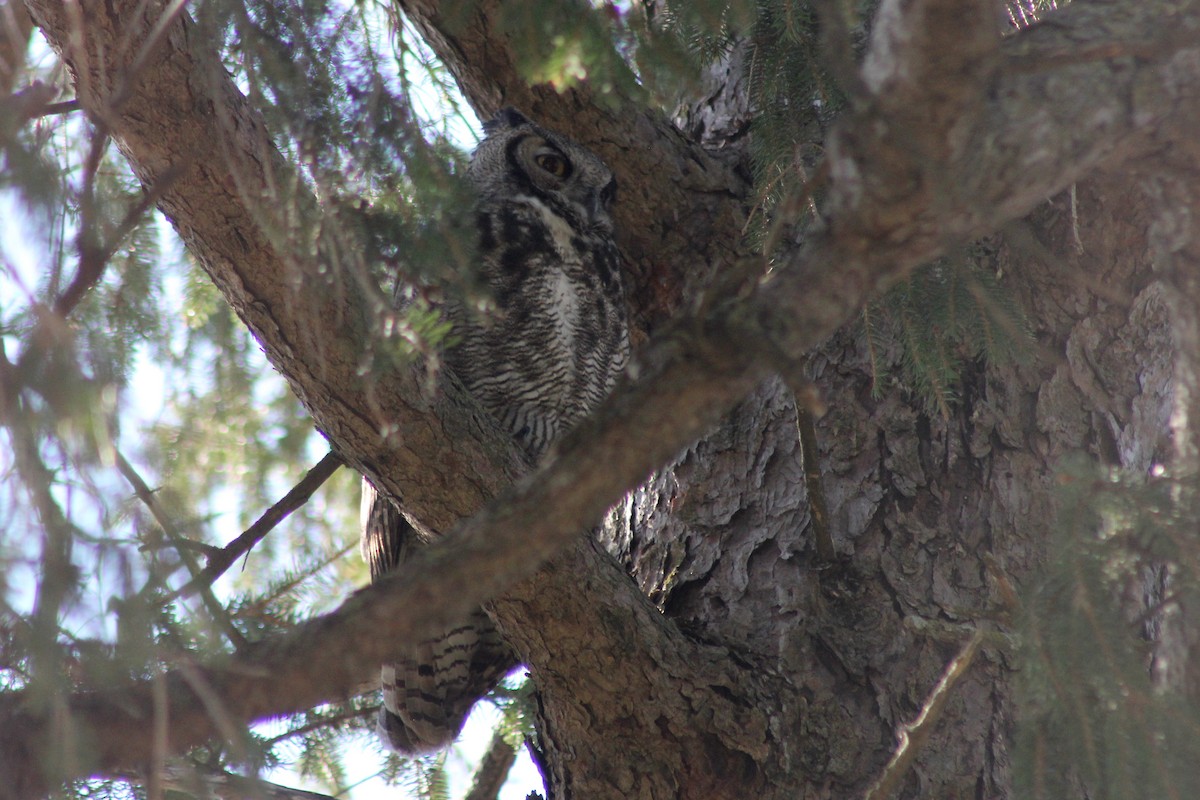 Great Horned Owl - ML615619136