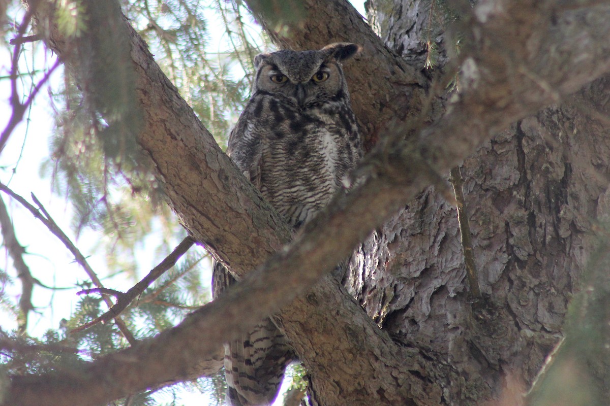 Great Horned Owl - ML615619137