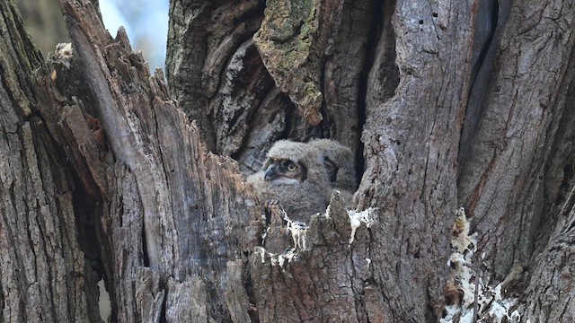 Great Horned Owl - ML615619148