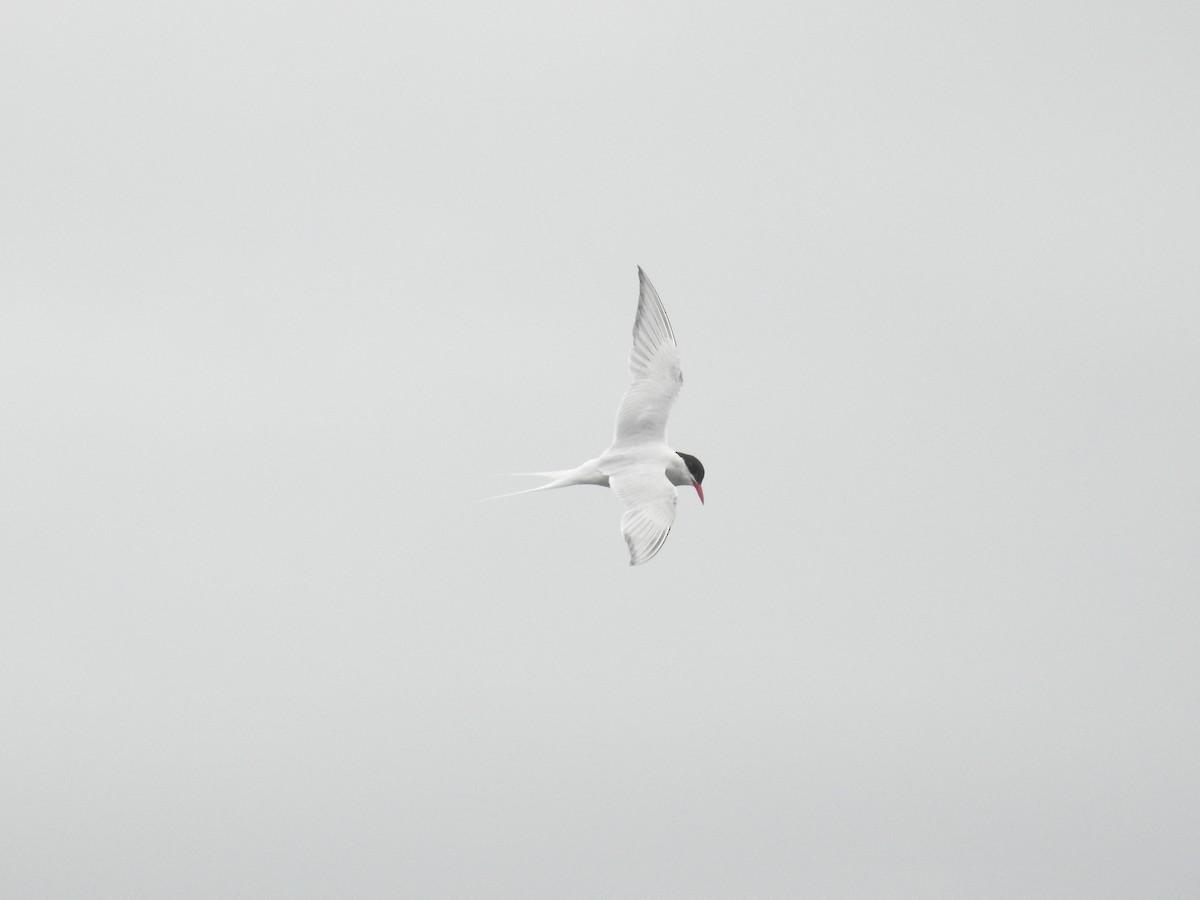 South American Tern - ML615619229