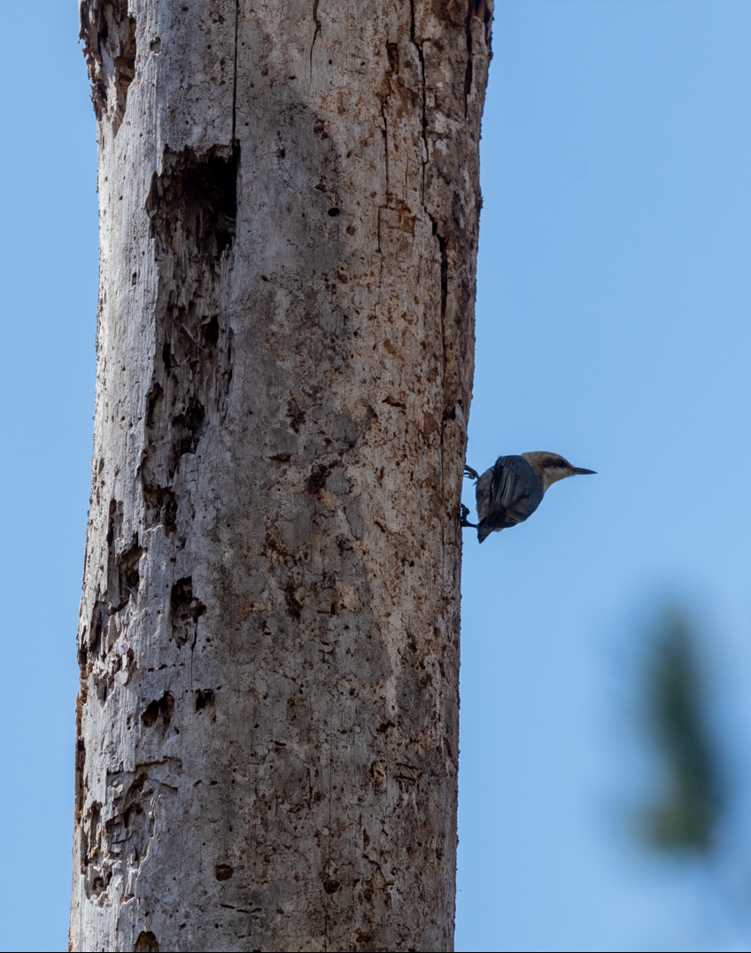Brown-headed Nuthatch - ML615619282