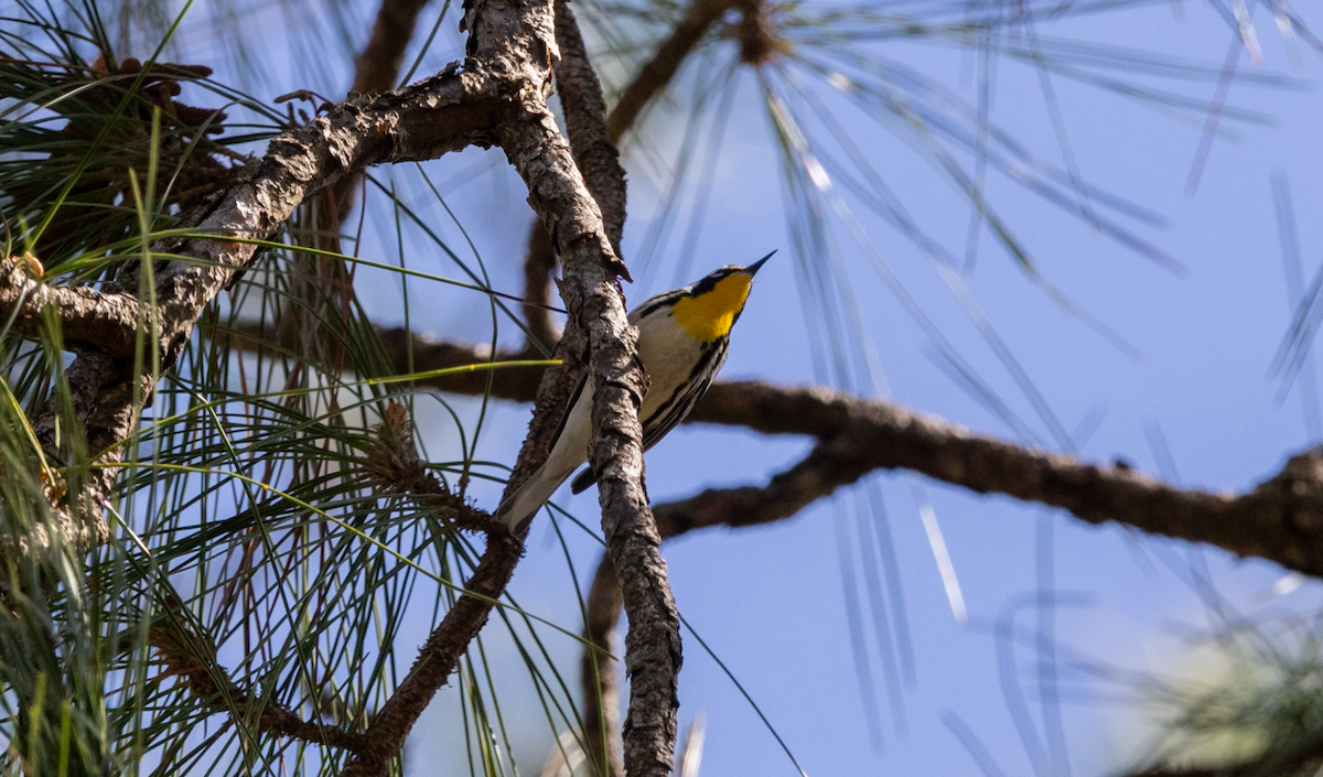 Yellow-throated Warbler - ML615619298