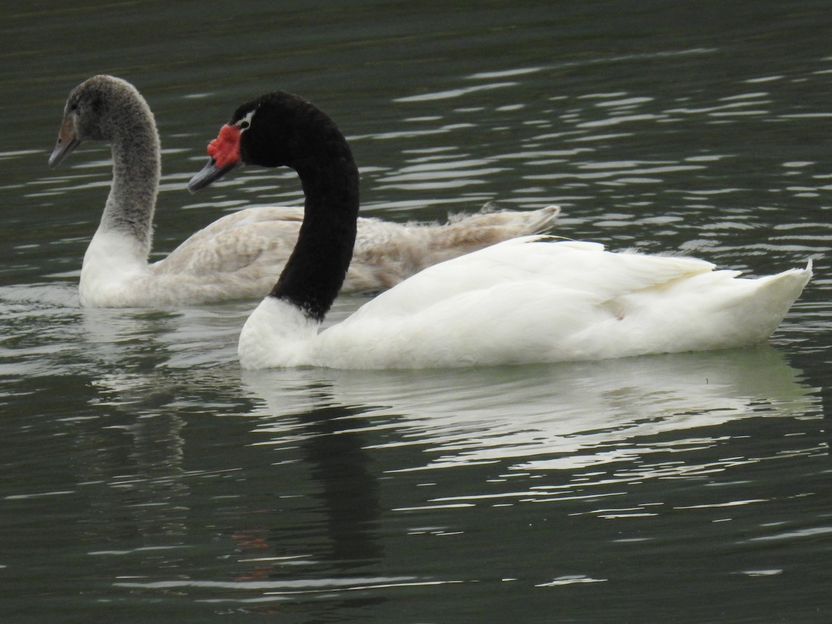 Black-necked Swan - ML615619389