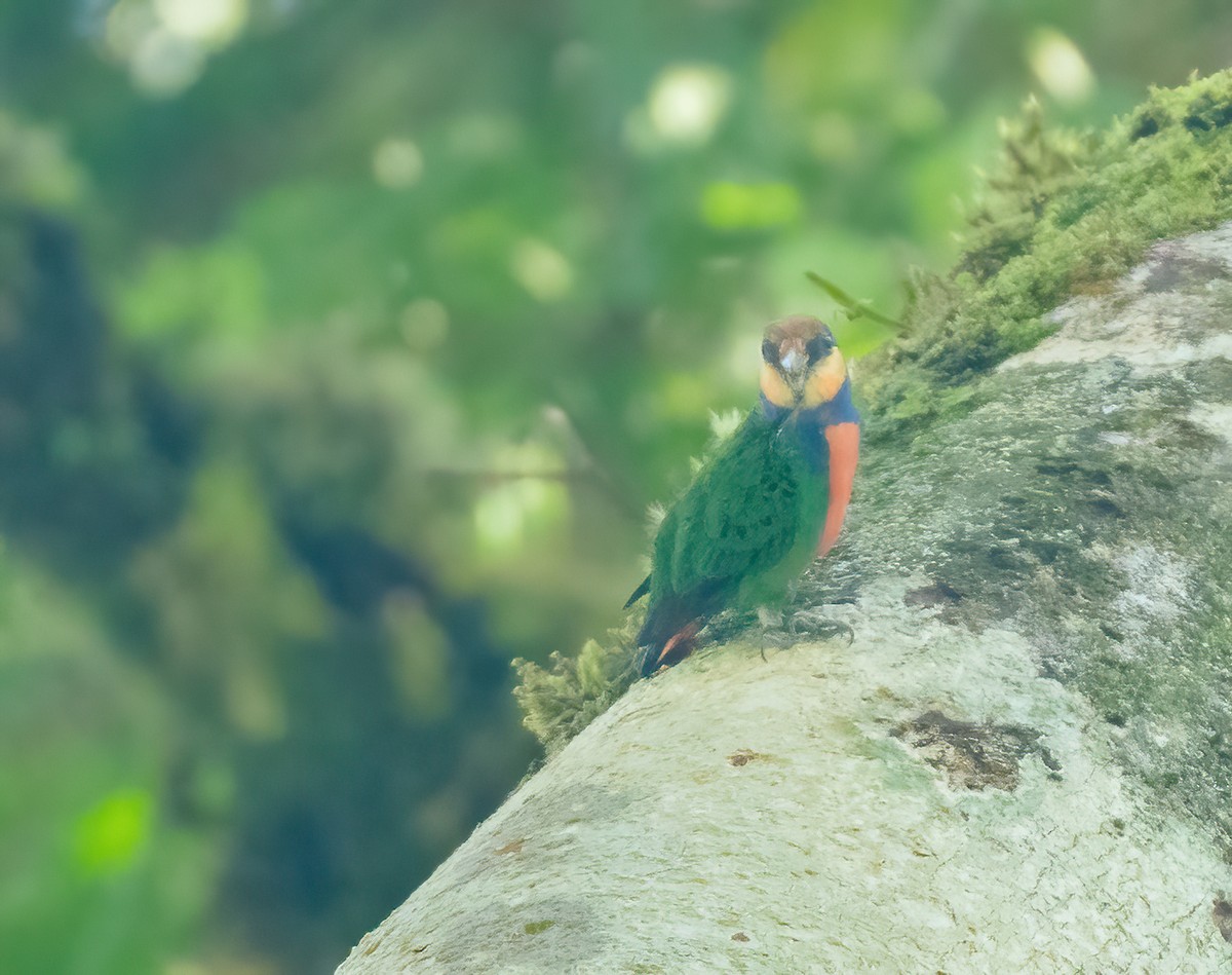Красногрудый карликовый попугайчик - ML615619546