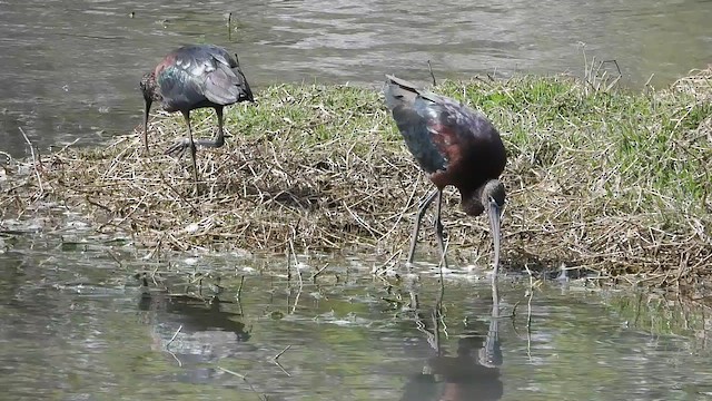 ibis hnědý - ML615619714
