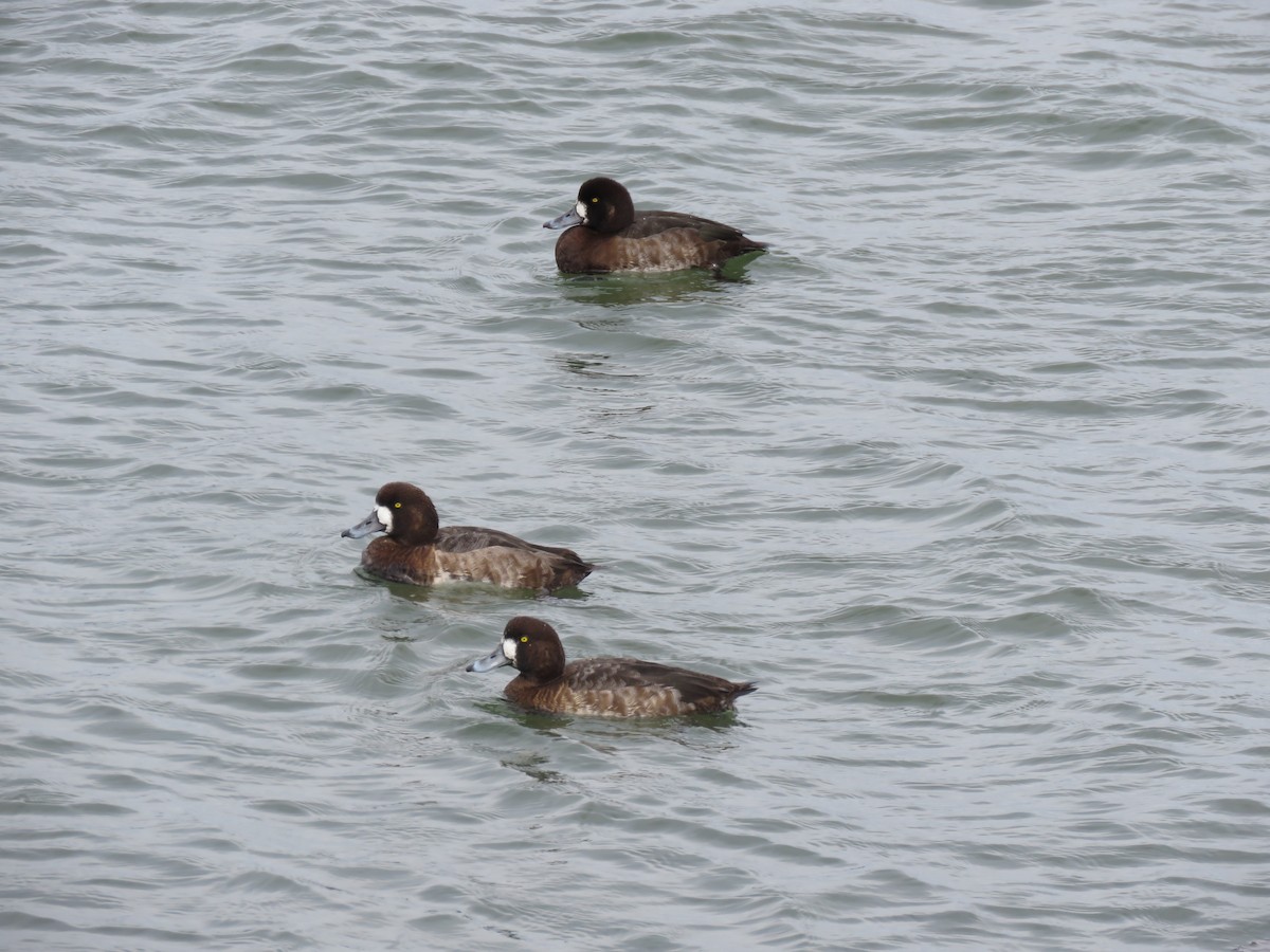 Greater Scaup - ML615619737
