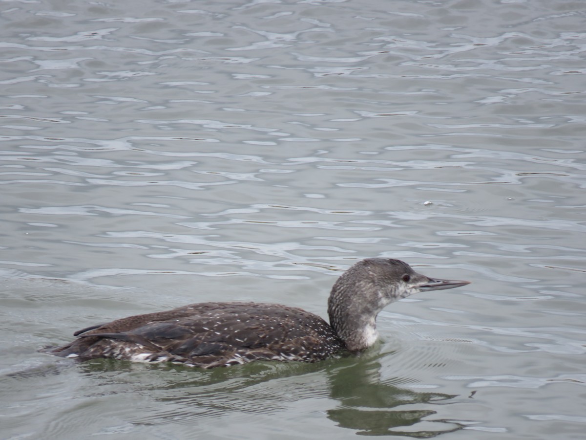 Red-throated Loon - ML615619790