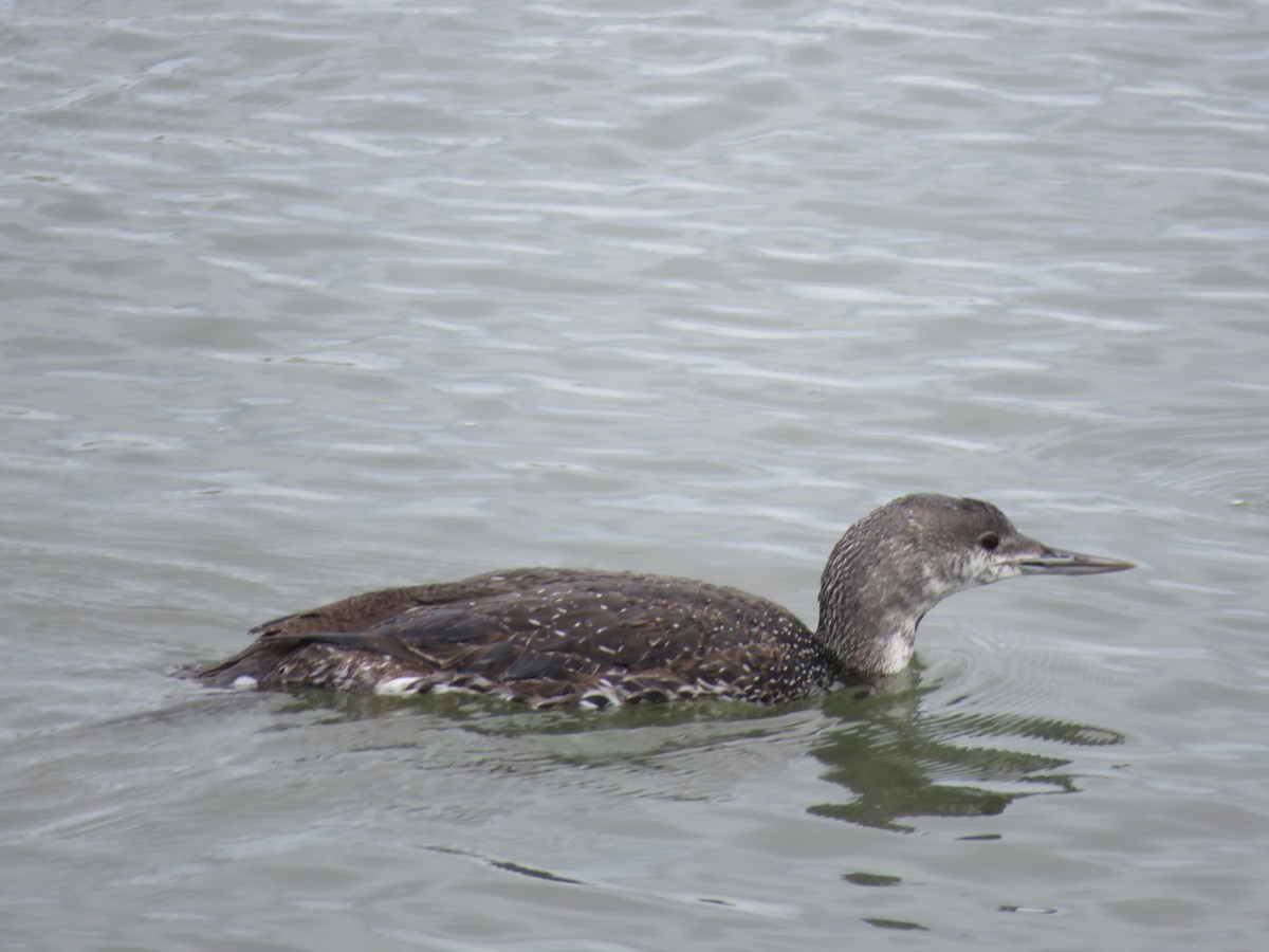 Red-throated Loon - ML615619792