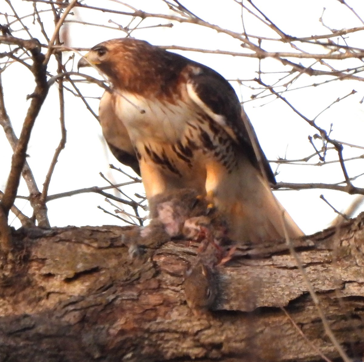 Red-tailed Hawk - ML615619827
