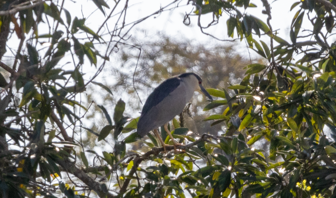 Black-crowned Night Heron - ML615619951