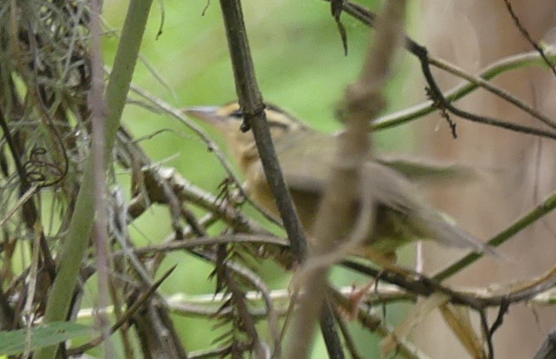 Worm-eating Warbler - L.E. Quinlan